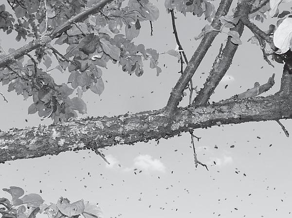 Иллюстрация к книге — Пчеловодство для начинающих [_119.jpg]