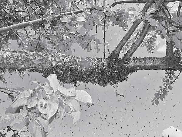 Иллюстрация к книге — Пчеловодство для начинающих [_121.jpg]