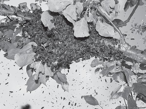 Иллюстрация к книге — Пчеловодство для начинающих [_124.jpg]