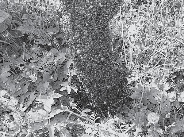 Иллюстрация к книге — Пчеловодство для начинающих [_129.jpg]