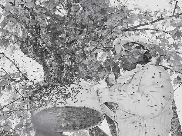 Иллюстрация к книге — Пчеловодство для начинающих [_130.jpg]