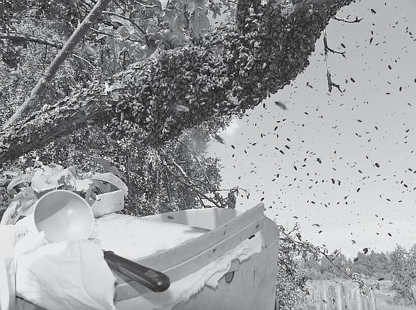 Иллюстрация к книге — Пчеловодство для начинающих [_131.jpg]