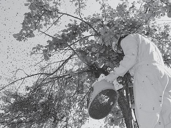 Иллюстрация к книге — Пчеловодство для начинающих [_133.jpg]