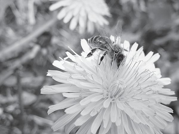 Иллюстрация к книге — Пчеловодство для начинающих [_135.jpg]