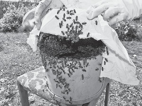 Иллюстрация к книге — Пчеловодство для начинающих [_136.jpg]