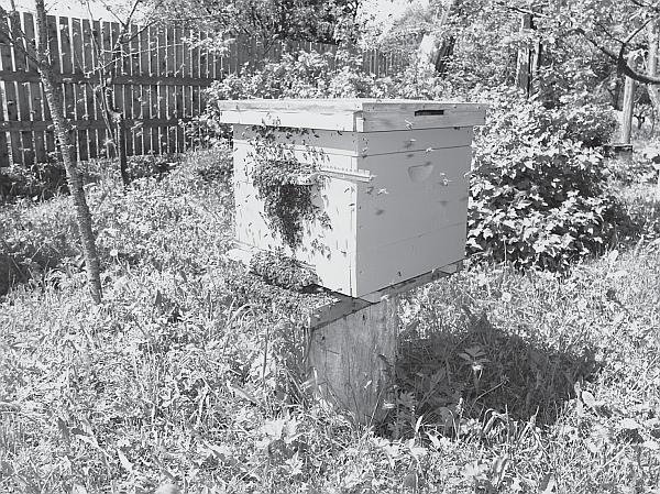 Иллюстрация к книге — Пчеловодство для начинающих [_142.jpg]