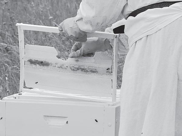 Иллюстрация к книге — Пчеловодство для начинающих [_149.jpg]