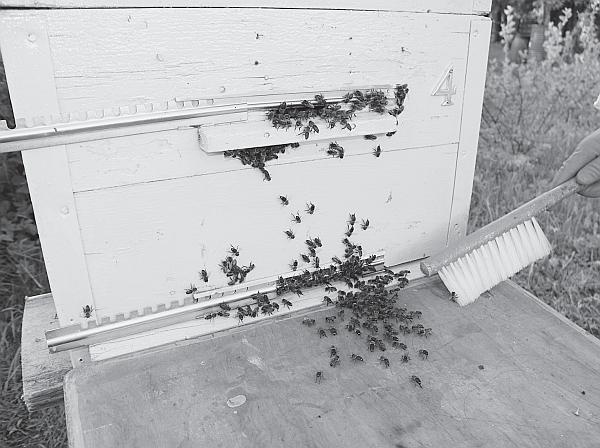 Иллюстрация к книге — Пчеловодство для начинающих [_155.jpg]