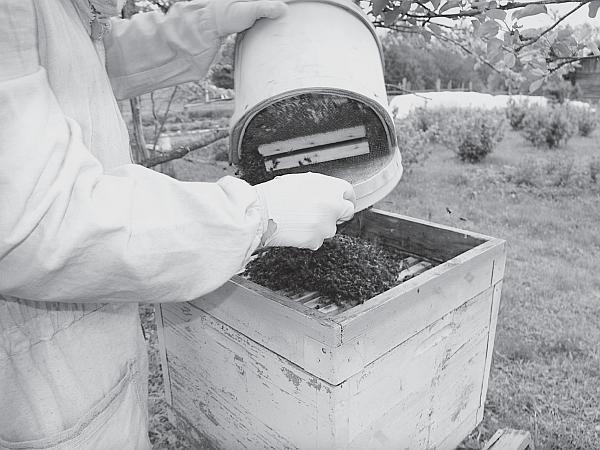 Иллюстрация к книге — Пчеловодство для начинающих [_159.jpg]