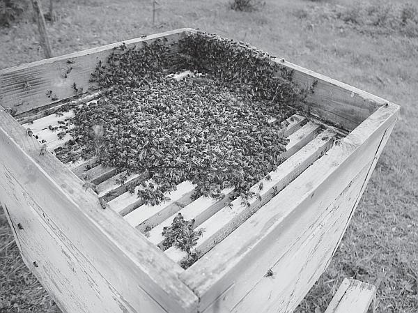 Иллюстрация к книге — Пчеловодство для начинающих [_160.jpg]