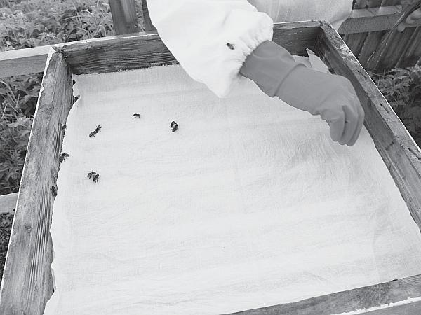 Иллюстрация к книге — Пчеловодство для начинающих [_161.jpg]