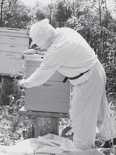 Иллюстрация к книге — Пчеловодство для начинающих [_164.jpg]