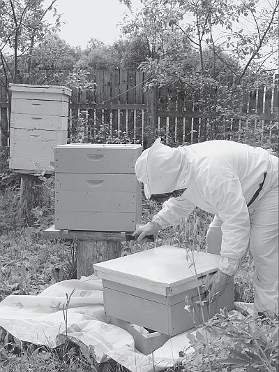 Иллюстрация к книге — Пчеловодство для начинающих [_170.jpg]