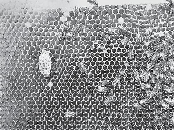 Иллюстрация к книге — Пчеловодство для начинающих [_172.jpg]