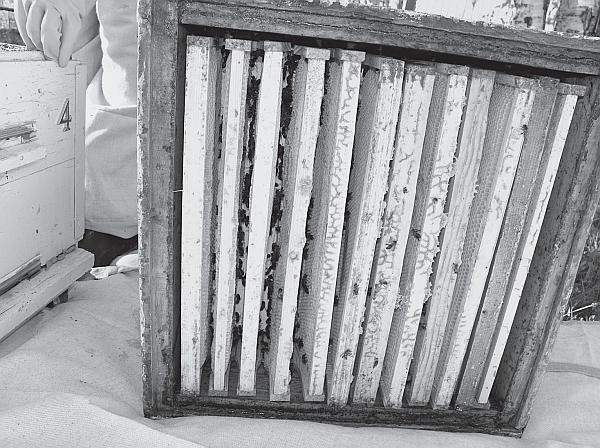 Иллюстрация к книге — Пчеловодство для начинающих [_177.jpg]