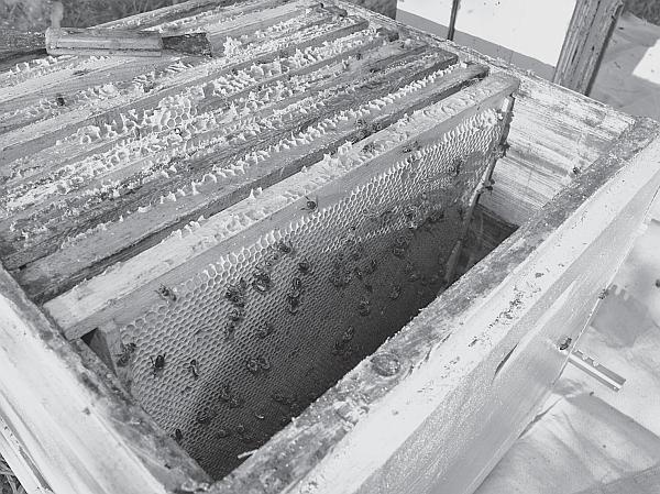 Иллюстрация к книге — Пчеловодство для начинающих [_179.jpg]