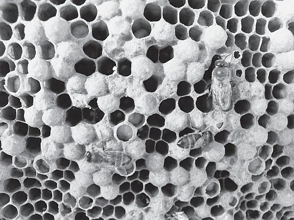 Иллюстрация к книге — Пчеловодство для начинающих [_180.jpg]