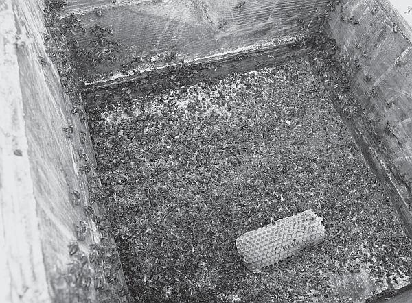 Иллюстрация к книге — Пчеловодство для начинающих [_182.jpg]