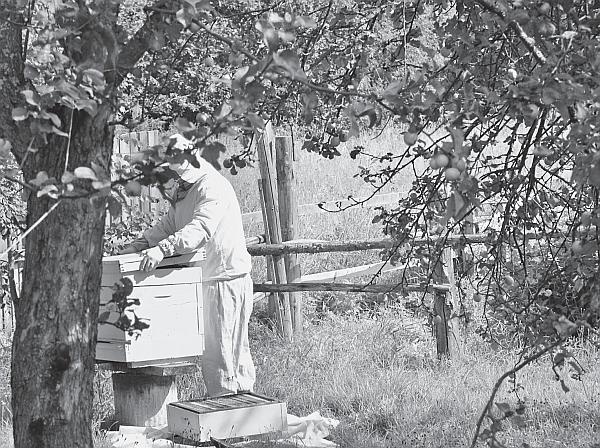 Иллюстрация к книге — Пчеловодство для начинающих [_188.jpg]