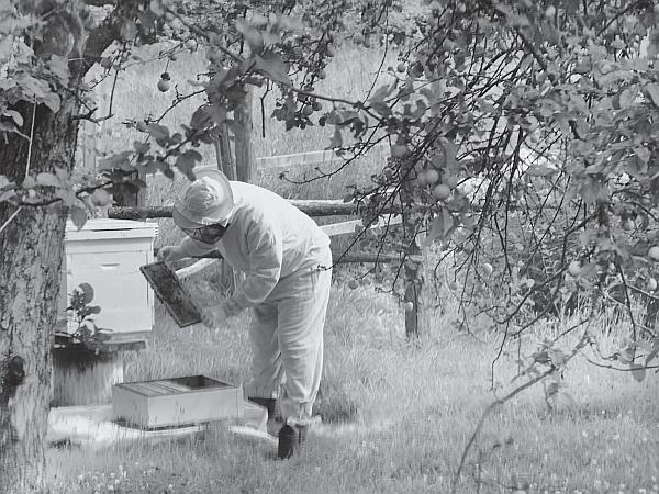 Иллюстрация к книге — Пчеловодство для начинающих [_190.jpg]