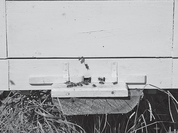 Иллюстрация к книге — Пчеловодство для начинающих [_196.jpg]