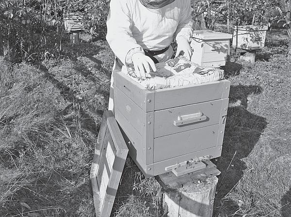 Иллюстрация к книге — Пчеловодство для начинающих [_24.jpg]