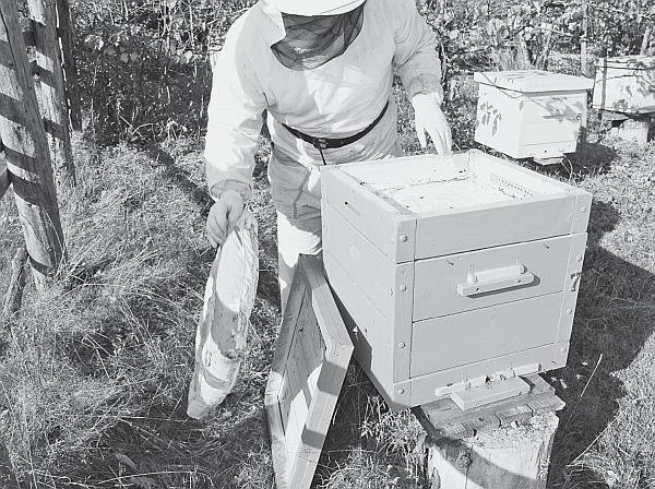 Иллюстрация к книге — Пчеловодство для начинающих [_25.jpg]