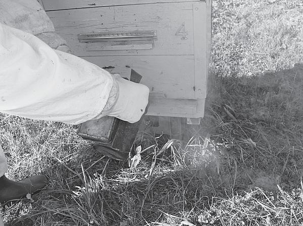 Иллюстрация к книге — Пчеловодство для начинающих [_253.jpg]