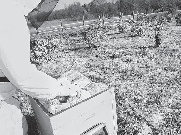 Иллюстрация к книге — Пчеловодство для начинающих [_257.jpg]