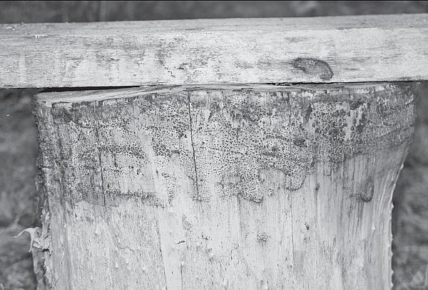 Иллюстрация к книге — Пчеловодство для начинающих [_258.jpg]