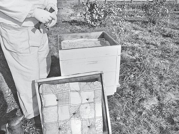 Иллюстрация к книге — Пчеловодство для начинающих [_26.jpg]