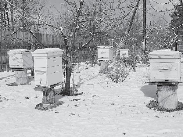 Иллюстрация к книге — Пчеловодство для начинающих [_262.jpg]