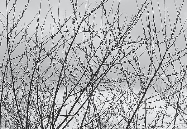 Иллюстрация к книге — Пчеловодство для начинающих [_263.jpg]