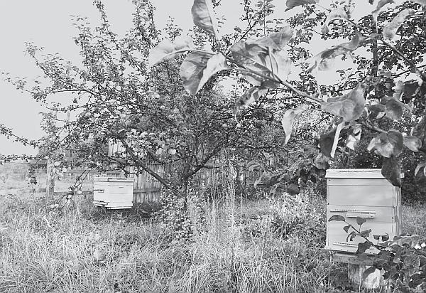 Иллюстрация к книге — Пчеловодство для начинающих [_274.jpg]