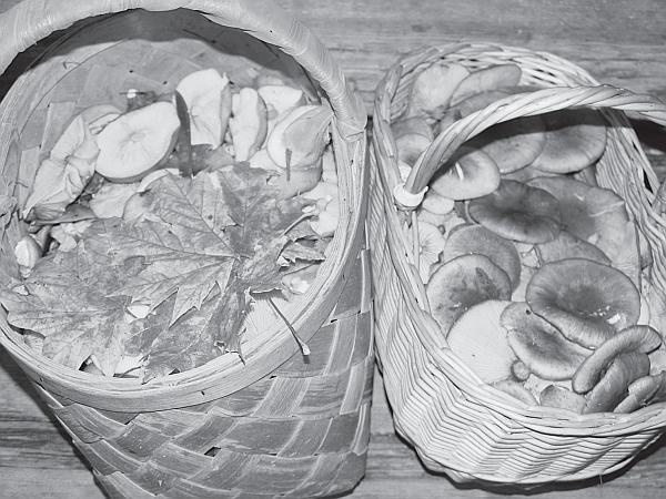 Иллюстрация к книге — Пчеловодство для начинающих [_279.jpg]