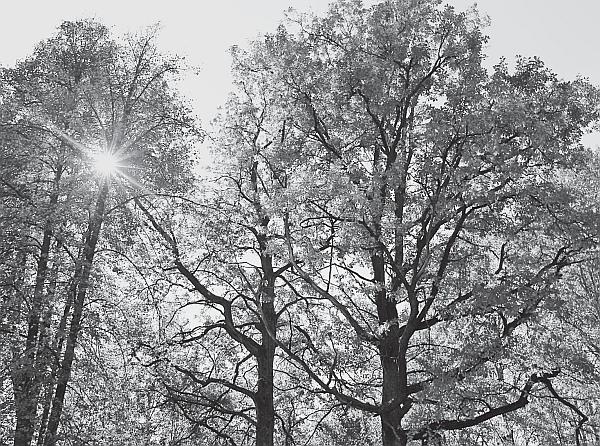 Иллюстрация к книге — Пчеловодство для начинающих [_280.jpg]