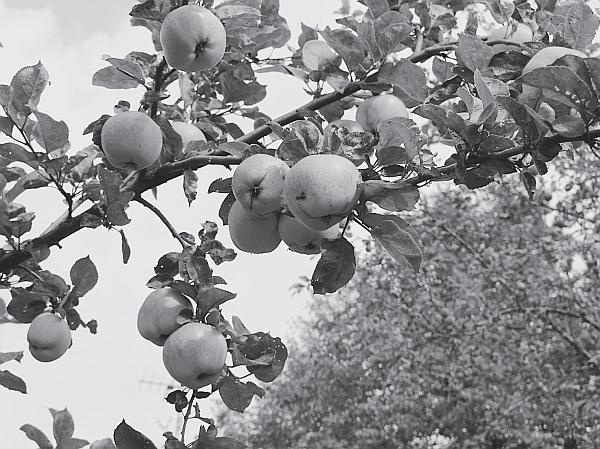 Иллюстрация к книге — Пчеловодство для начинающих [_281.jpg]