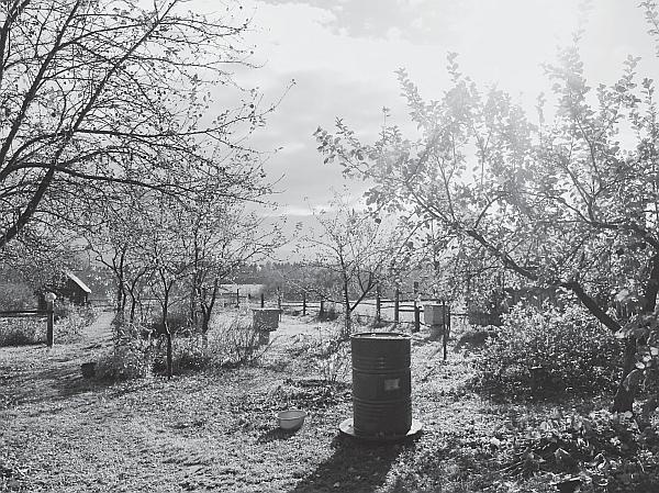 Иллюстрация к книге — Пчеловодство для начинающих [_283.jpg]