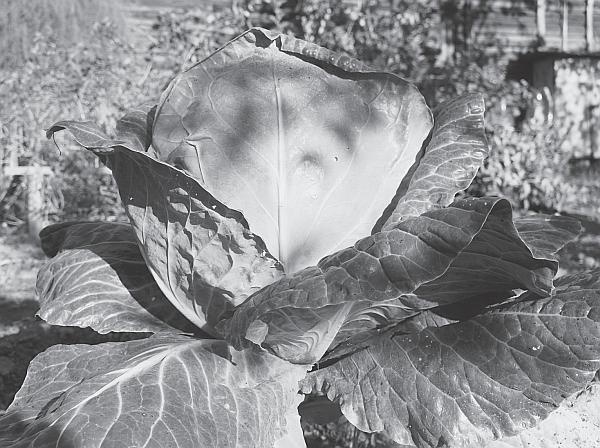 Иллюстрация к книге — Пчеловодство для начинающих [_284.jpg]