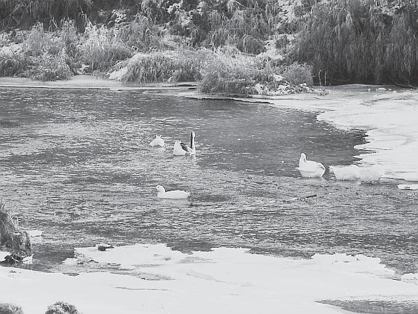 Иллюстрация к книге — Пчеловодство для начинающих [_289.jpg]