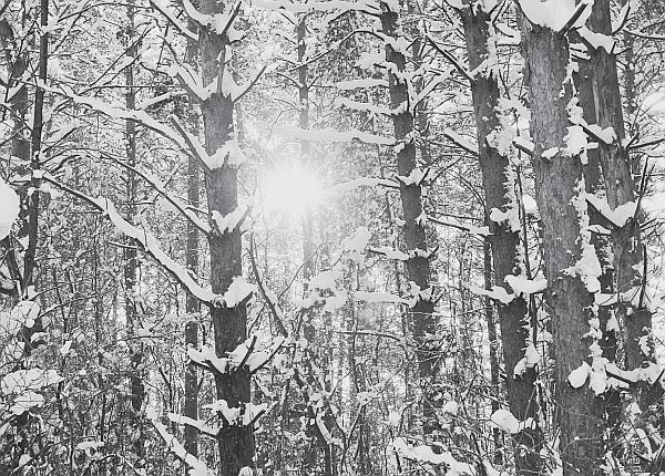 Иллюстрация к книге — Пчеловодство для начинающих [_293.jpg]