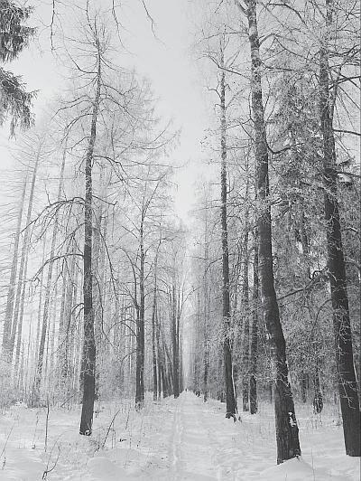 Иллюстрация к книге — Пчеловодство для начинающих [_295.jpg]