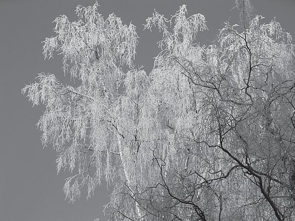 Иллюстрация к книге — Пчеловодство для начинающих [_296.jpg]