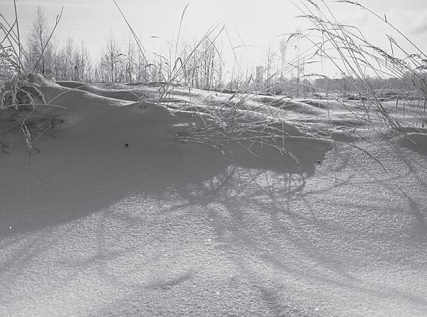 Иллюстрация к книге — Пчеловодство для начинающих [_298.jpg]