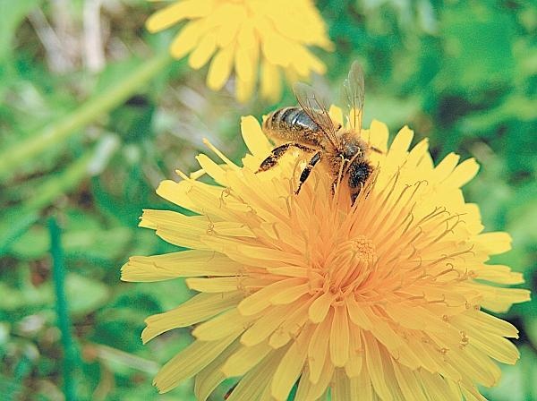 Иллюстрация к книге — Пчеловодство для начинающих [_299.jpg]