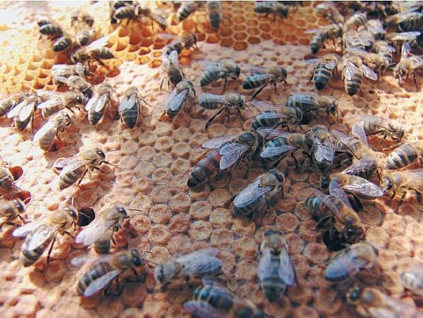 Иллюстрация к книге — Пчеловодство для начинающих [_300.jpg]