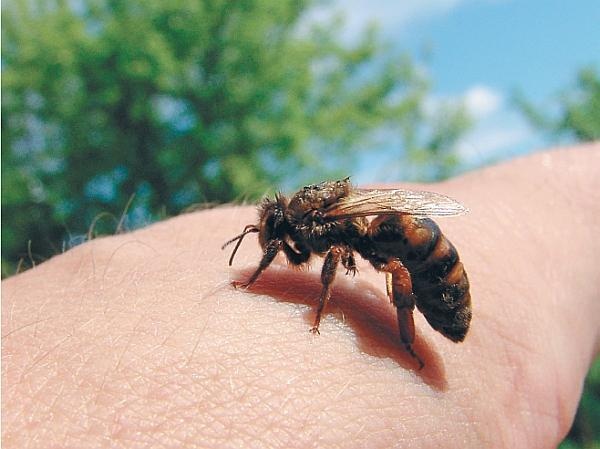 Иллюстрация к книге — Пчеловодство для начинающих [_301.jpg]