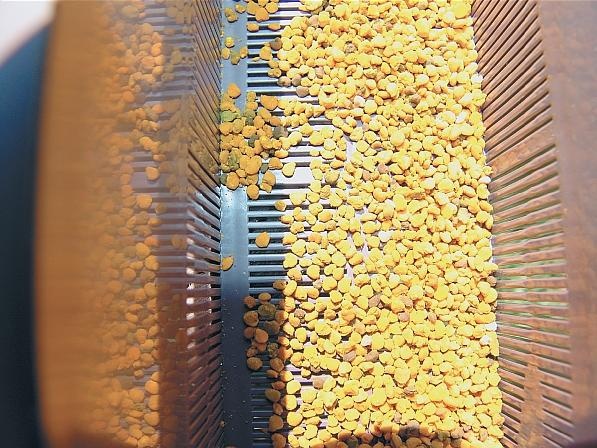 Иллюстрация к книге — Пчеловодство для начинающих [_306.jpg]