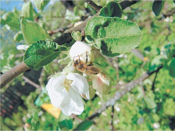 Иллюстрация к книге — Пчеловодство для начинающих [_307.jpg]