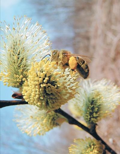 Иллюстрация к книге — Пчеловодство для начинающих [_311.jpg]